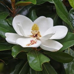 Отдушка для свечей "Magnolia" (Магнолия), 10 гр, Латвия.